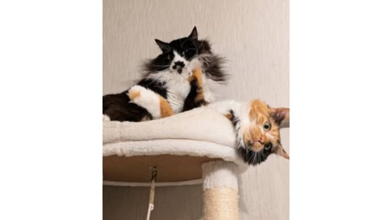 キャットタワーにいる猫たち