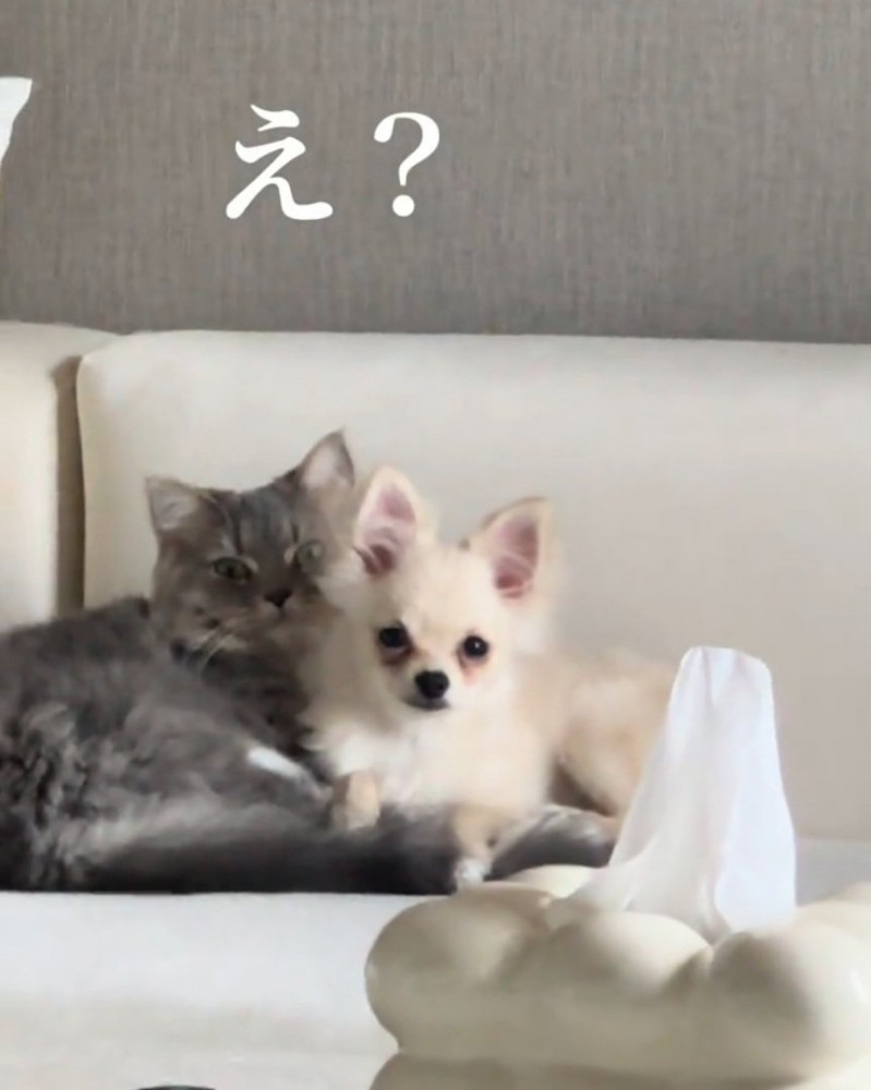 飼い主さんを見つめる猫と犬
