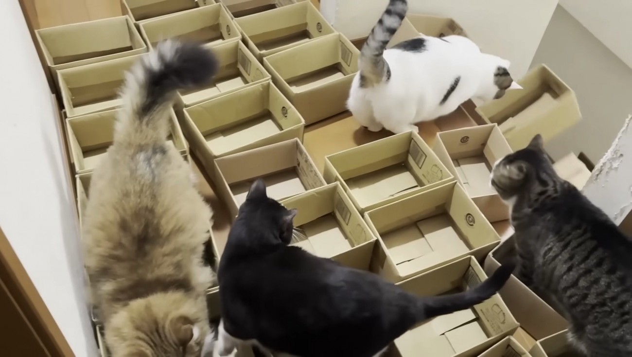 段ボールを落とす豆大福