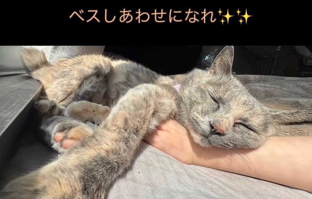 人の腕を枕にする猫