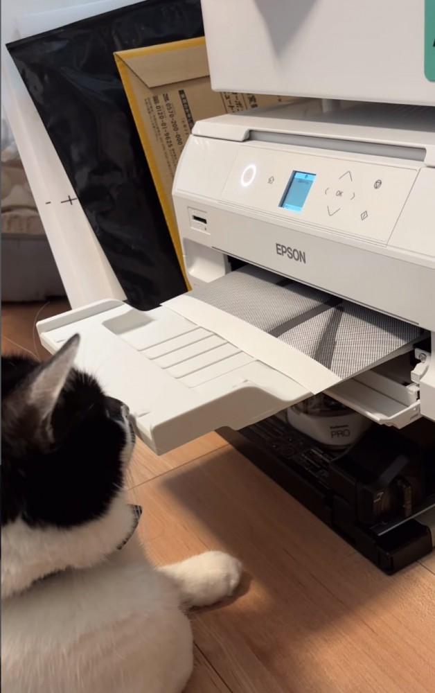 プリンター前に座る猫4