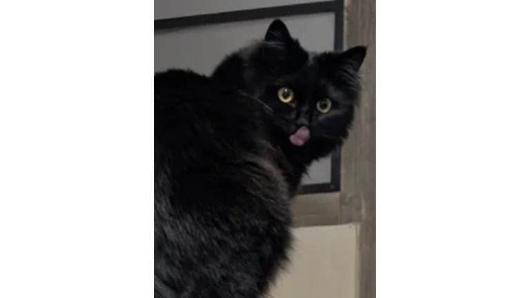 振り向く猫