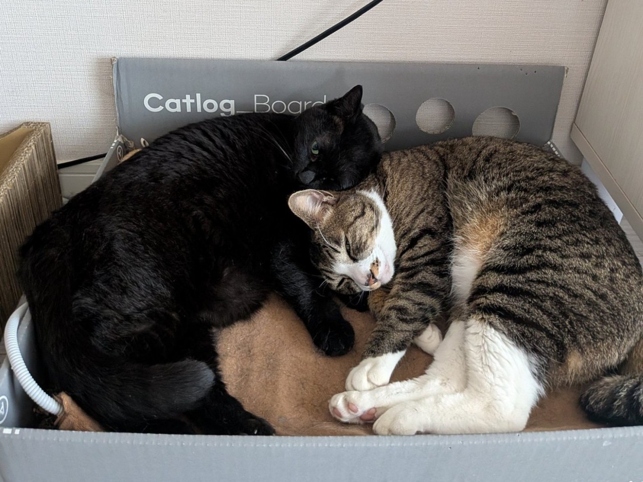 お互いの頭を枕にして丸くなって寝ている2匹の猫