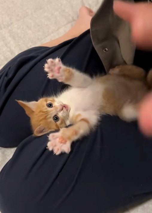 こちらを見る猫