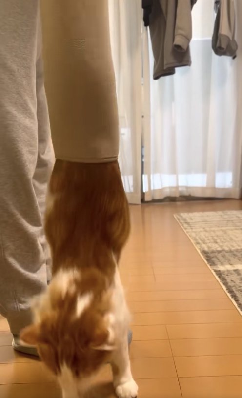 両前足をフローリングにつけている猫