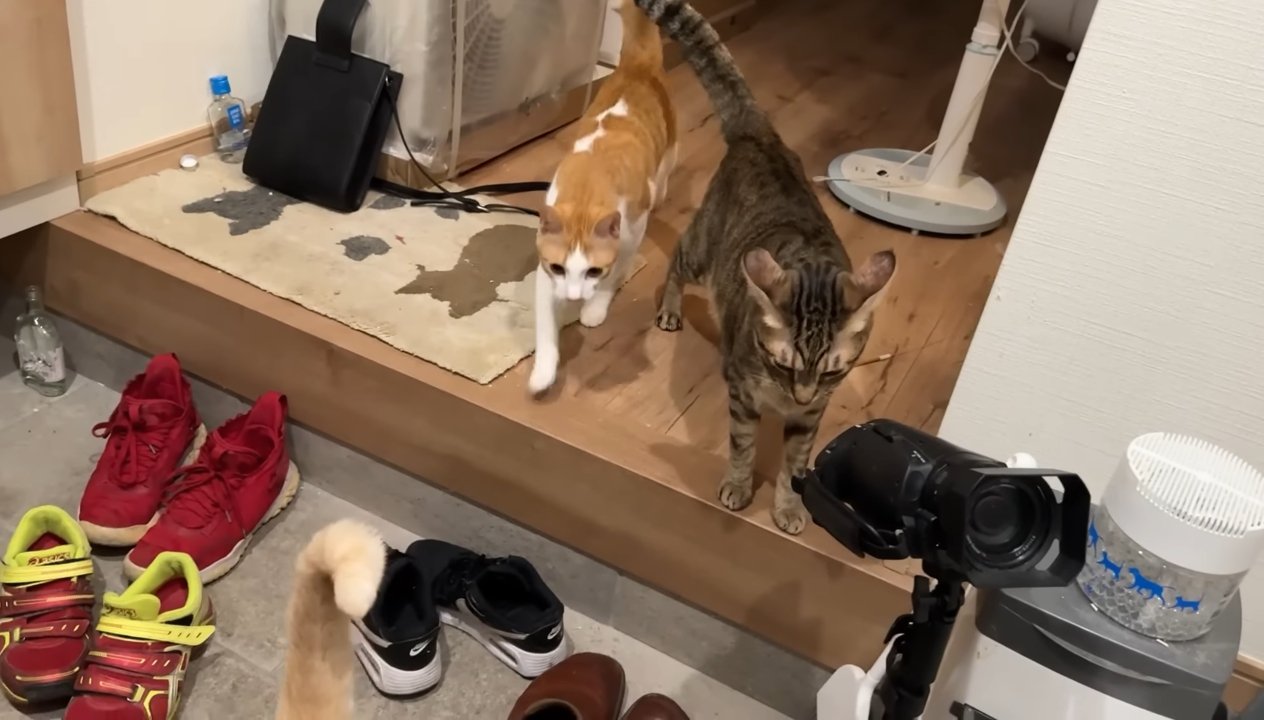 走ってきたチップくん