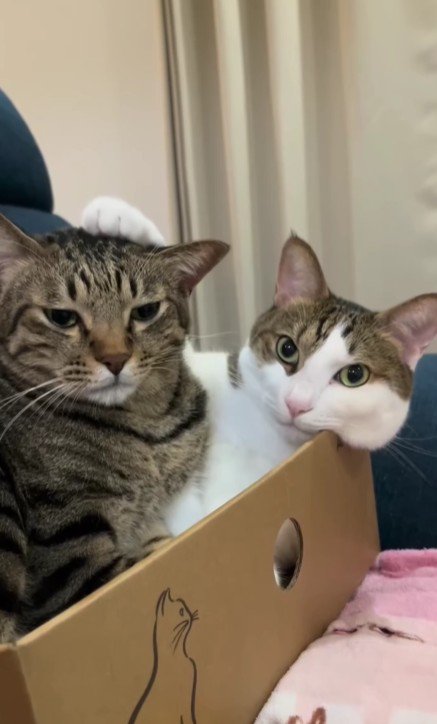 箱に入った2匹の猫