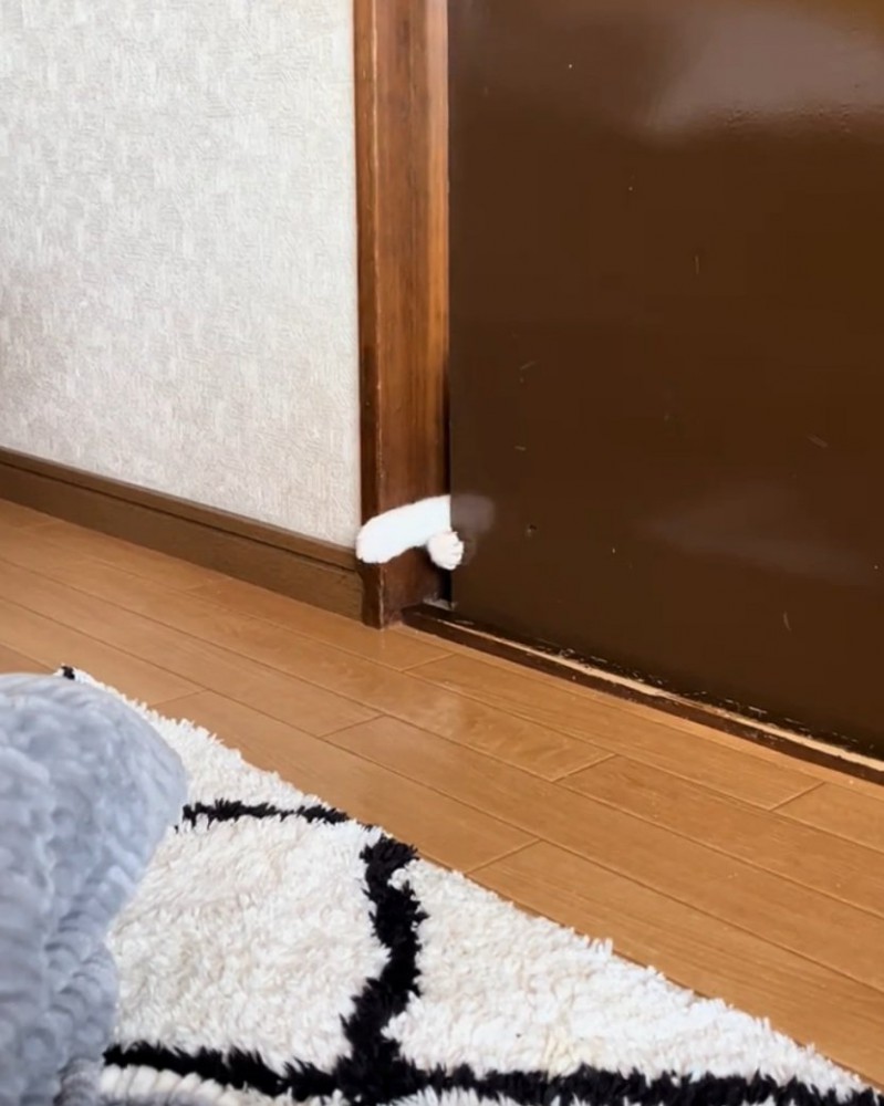 両手でドアを開けようとする猫