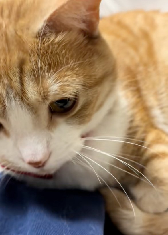 眠たい猫