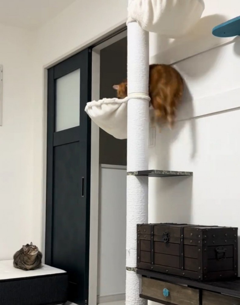 ジャンプする猫