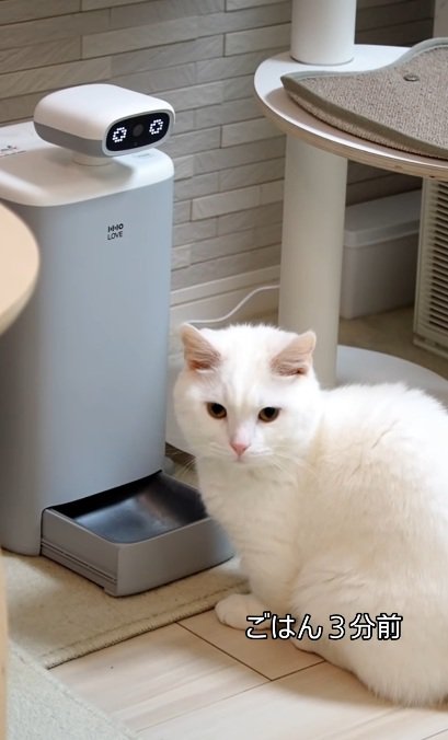 自動給餌器の前で待っている猫％