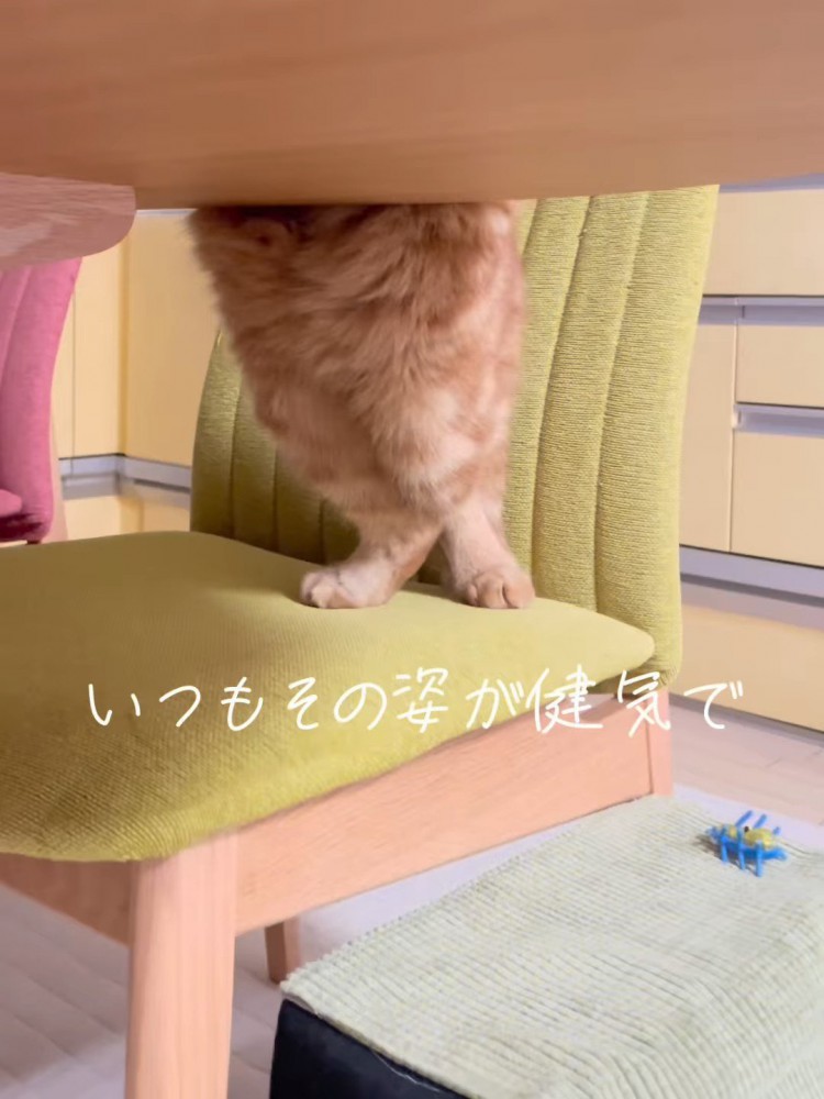 猫の後ろ足