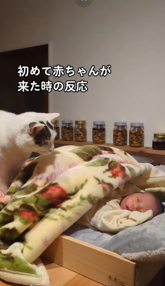 赤ちゃんを覗き込む猫