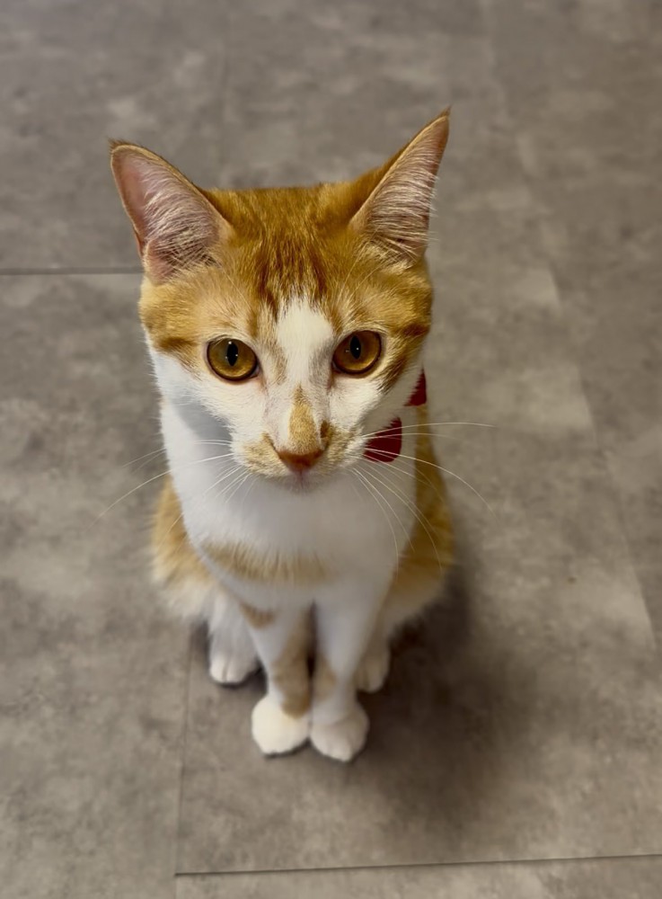 お座りする猫