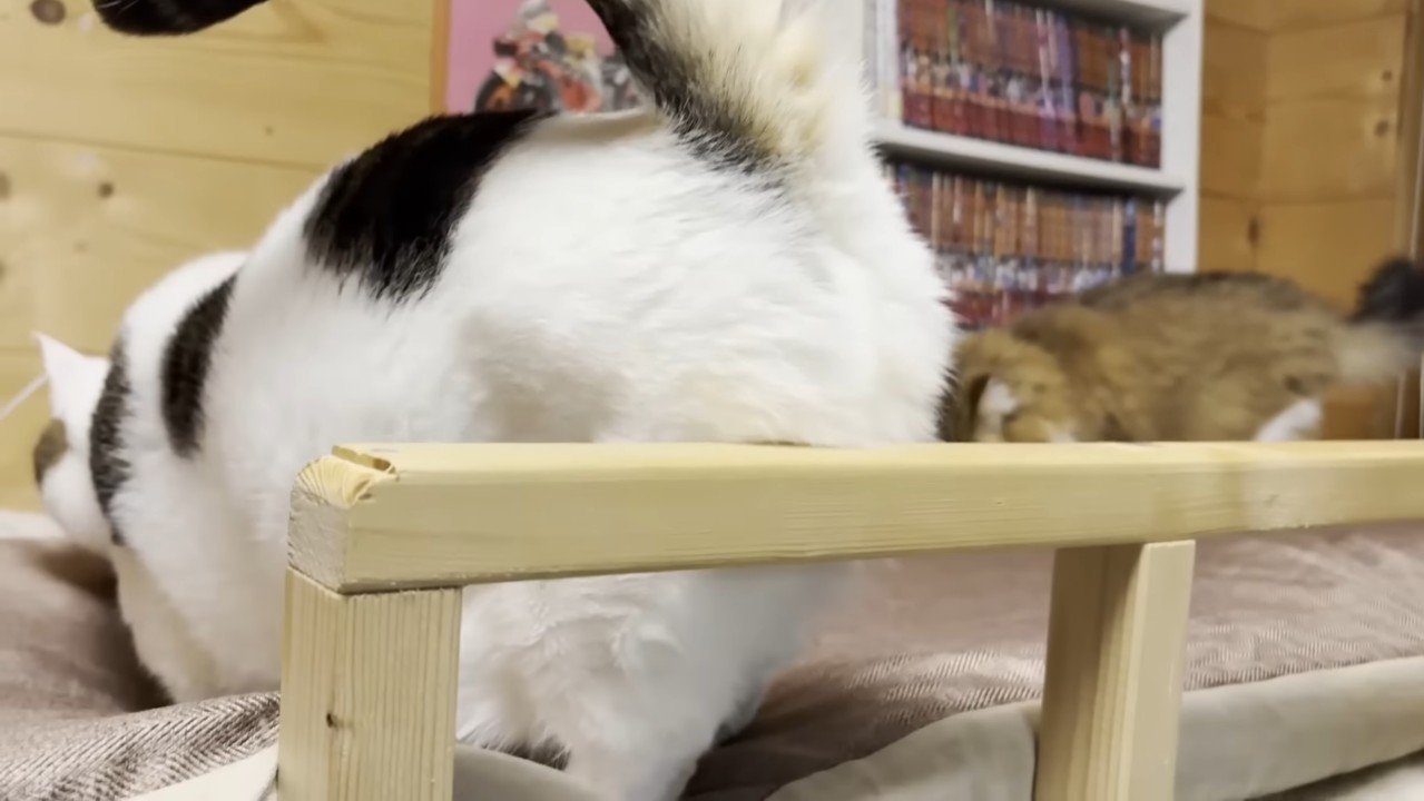 豆大福くんのお尻