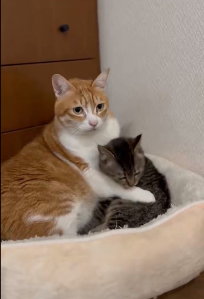 猫の前足を舐める子猫