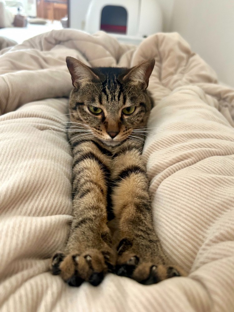 飼い主さんの足の間にいるキジトラ猫