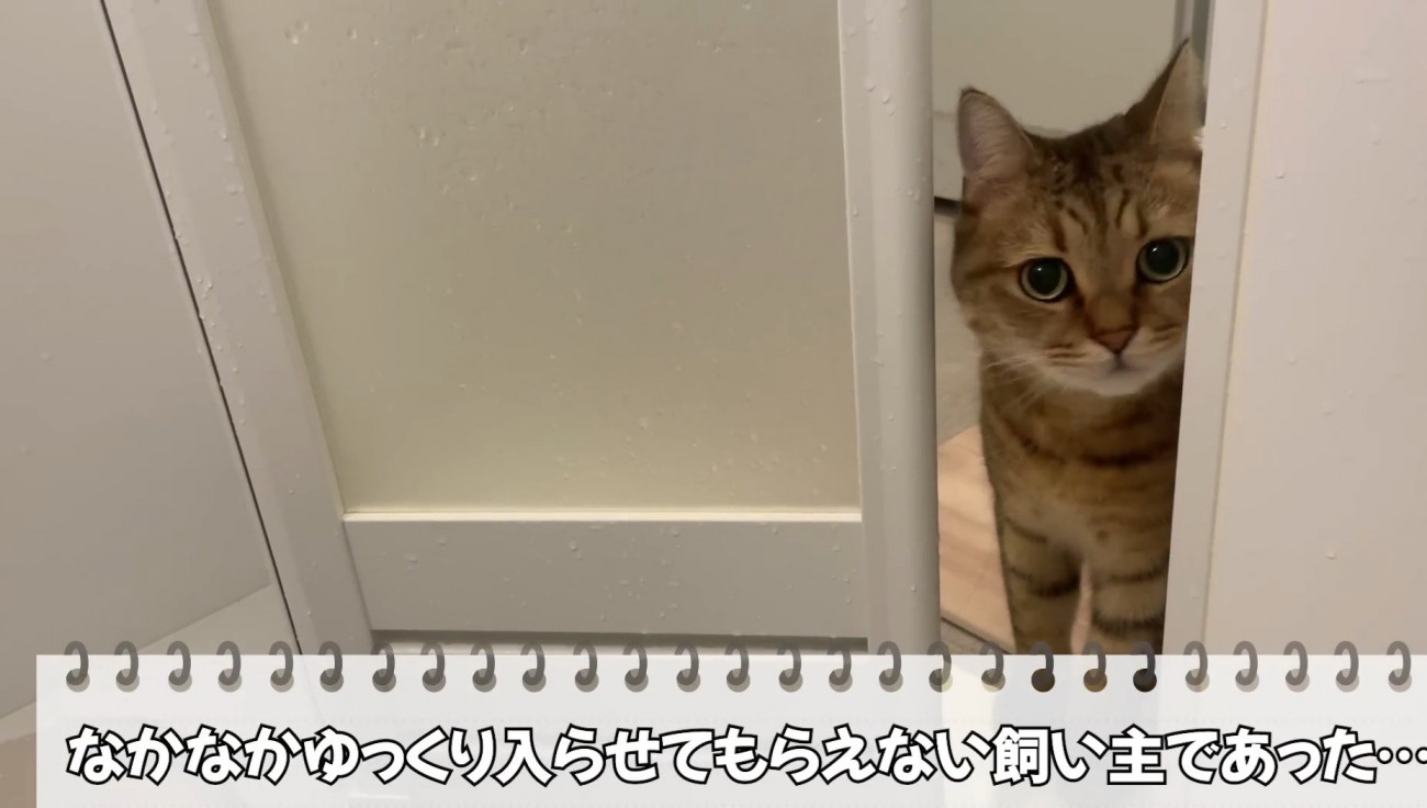 凝視する猫