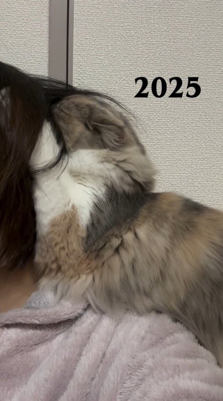 飼い主の髪に顔を入れる子猫