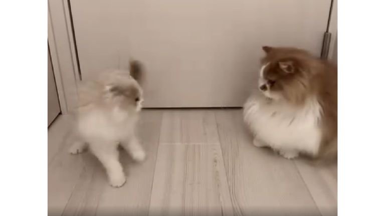 ドアの前の猫たち