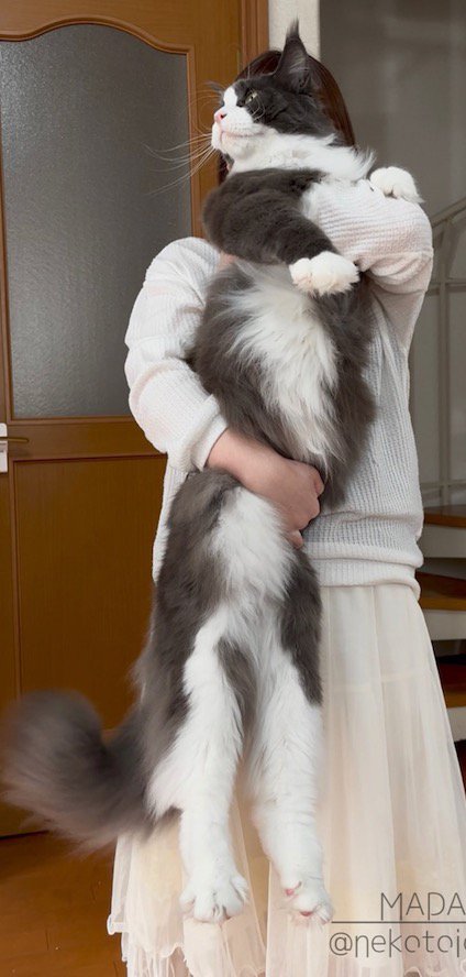 飼い主の頭から膝までの体長がある猫