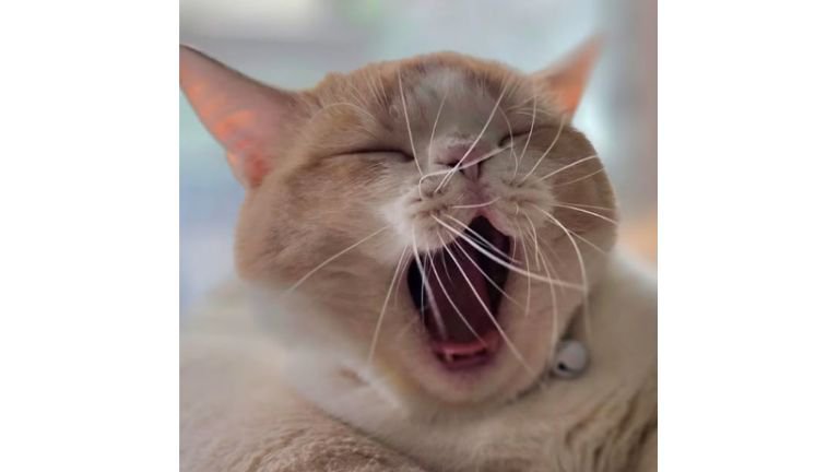 あくびしている猫