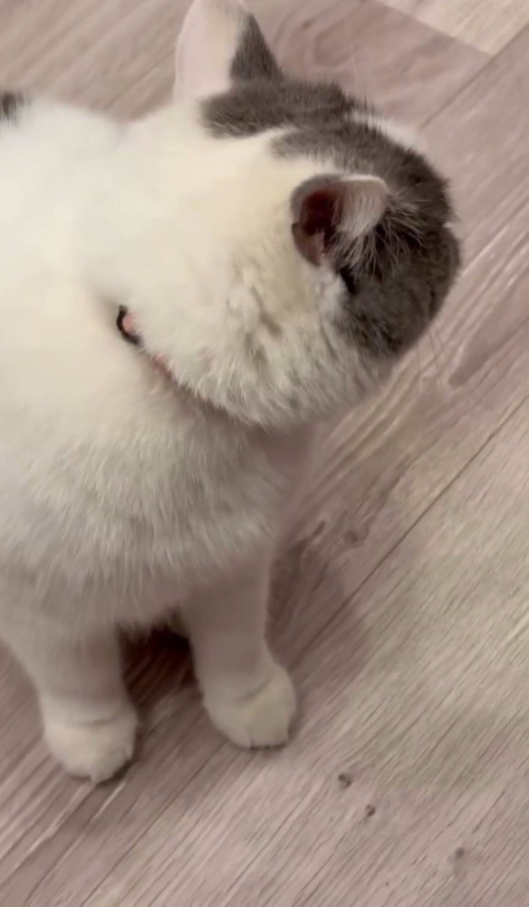 後ろを振り向く猫