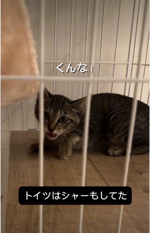 威嚇している子猫