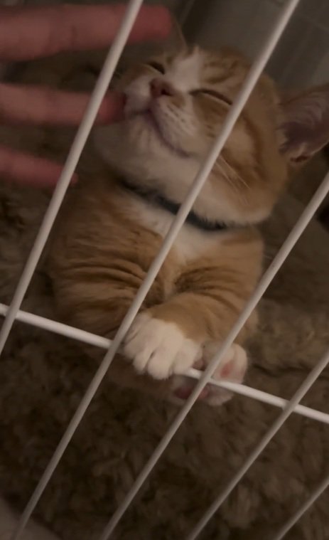 ケージの中でほっぺをなでられて目を細める子猫