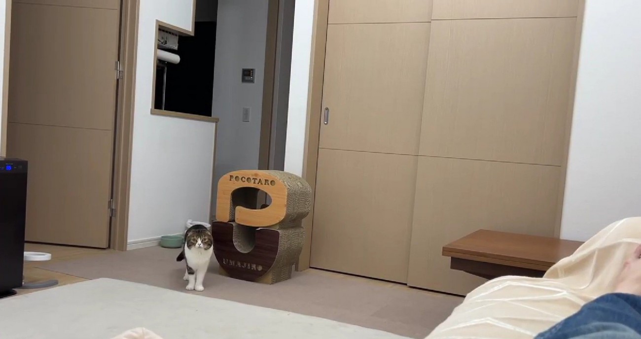 離れたところからこちらを見る猫