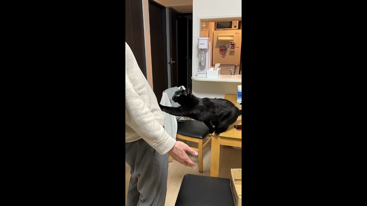 左前足をお腹に