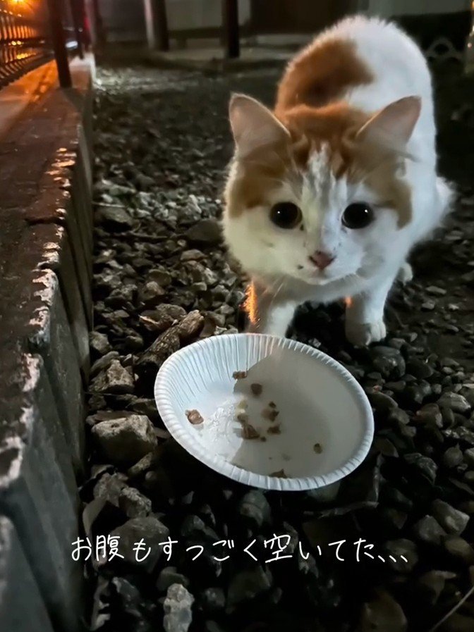 ごはんをもらう猫