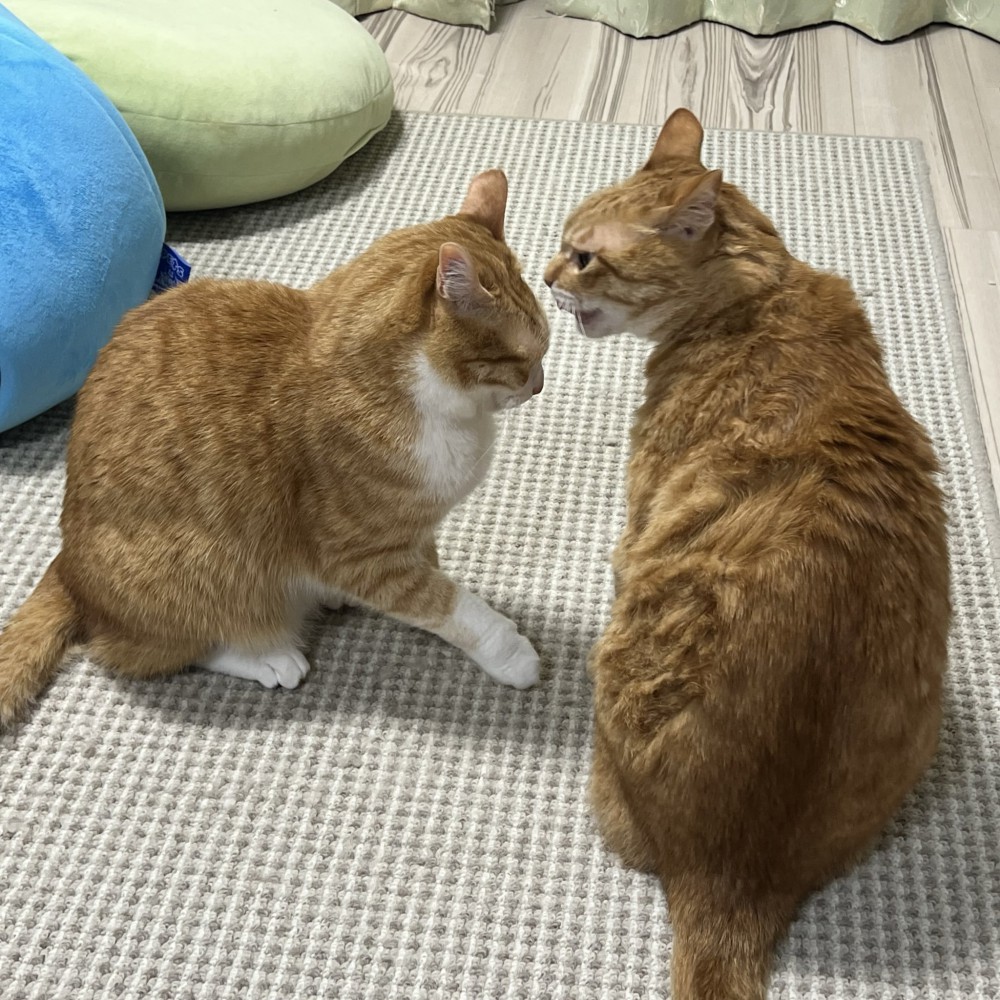 茶白猫を硬い表情で見つめる茶トラ猫