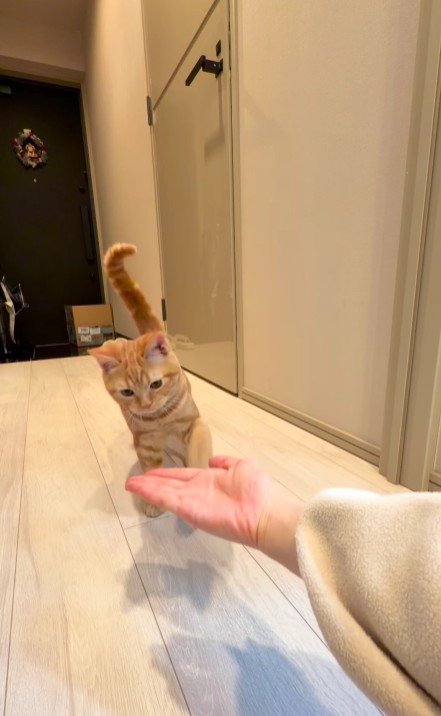 飼い主の手に近づく猫