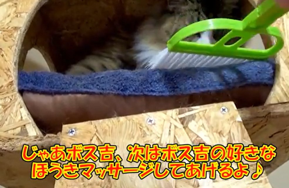 キャットハウスの中にミニほうきを入れる飼い主さん