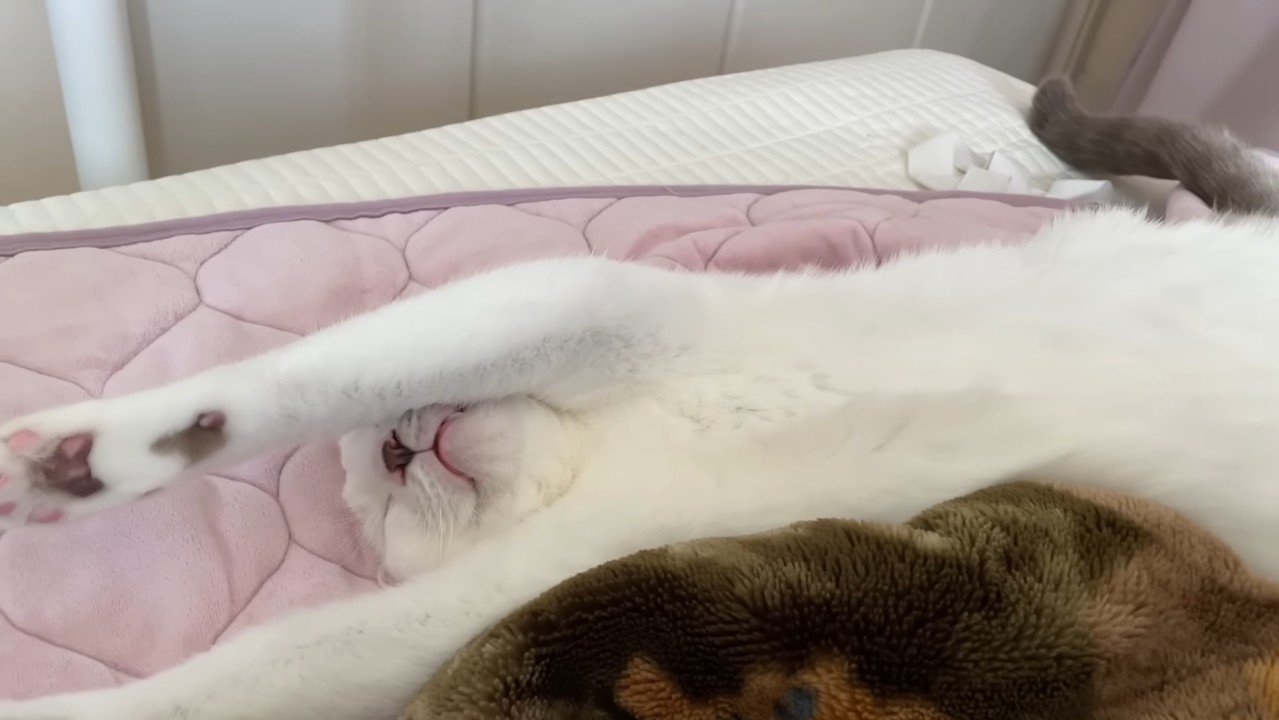 バンザイ