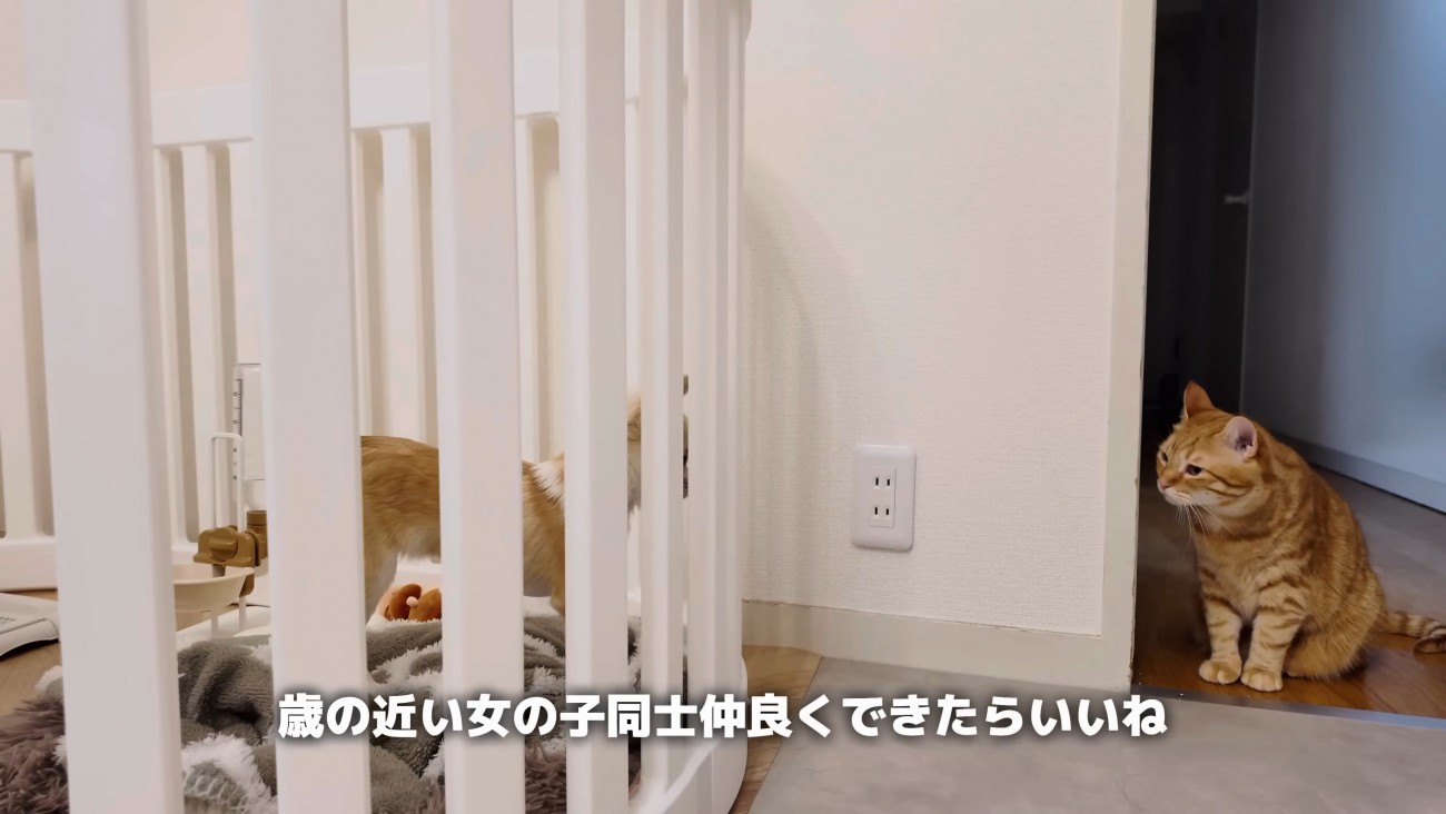 チワワと座った茶トラ猫が見つめ合う