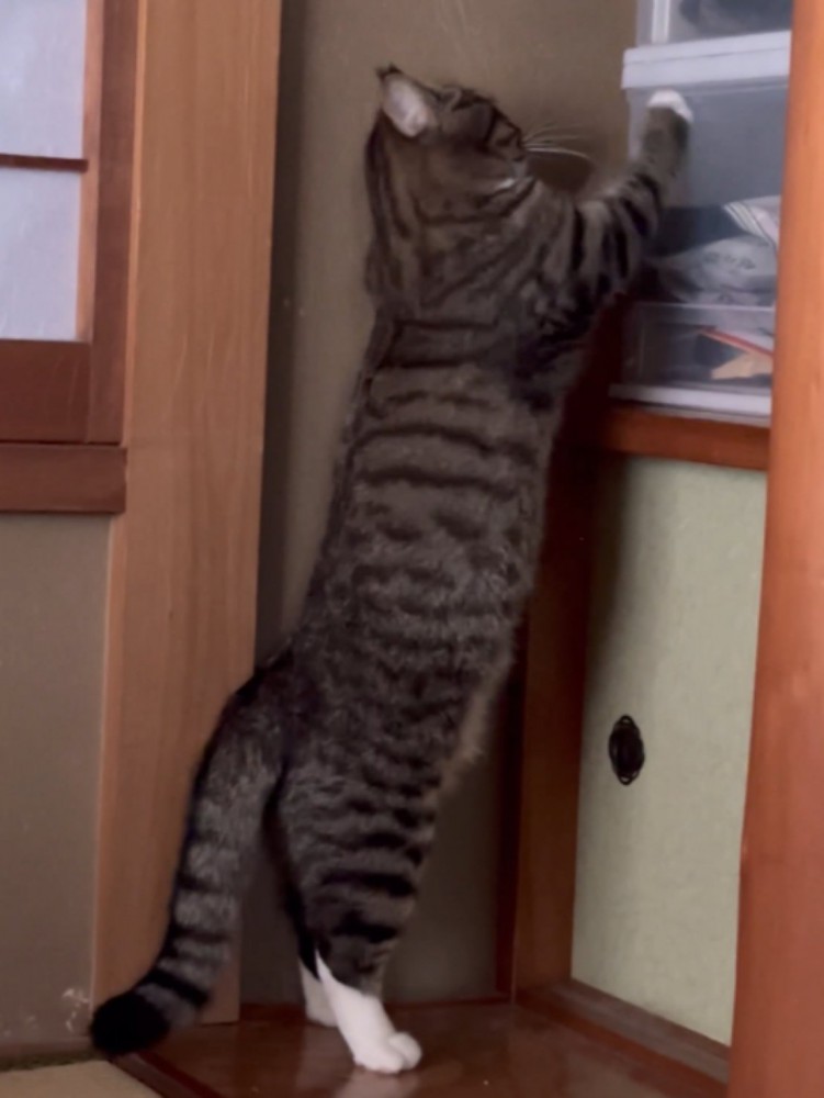 ケースを立ってひっかく猫