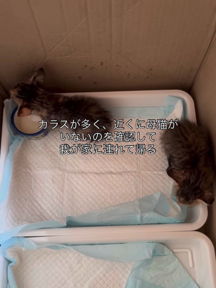 箱の中にいる2匹の子猫