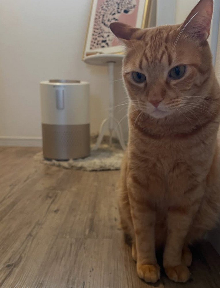 左下を見つめて座る猫