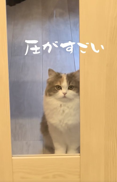 ドアのガラス越しにカメラを見つめる猫「圧がすごい」
