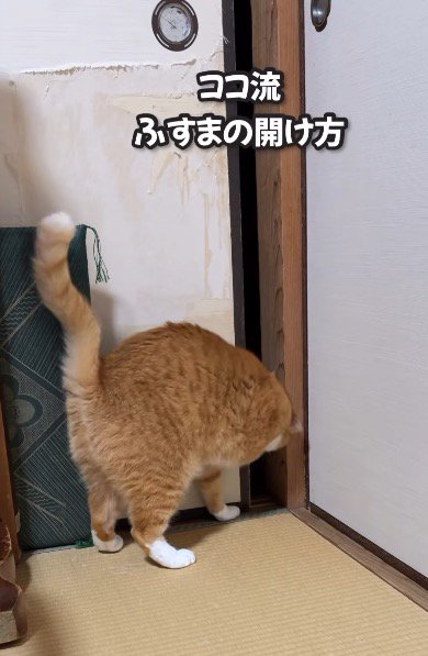 襖を一生懸命前足で動かそうとする猫