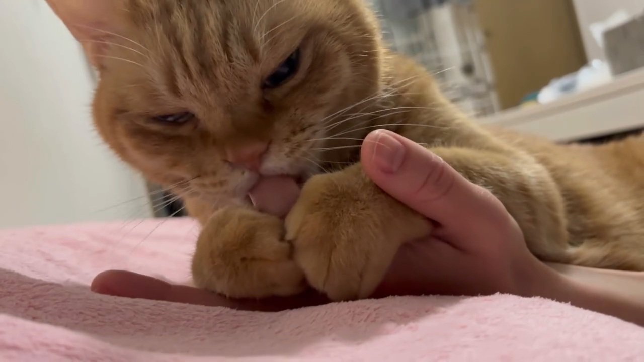 前足で指を抑える猫