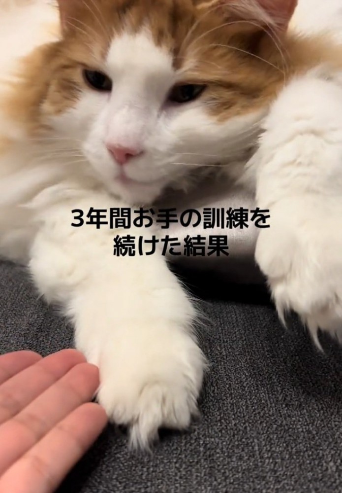 手を見る猫
