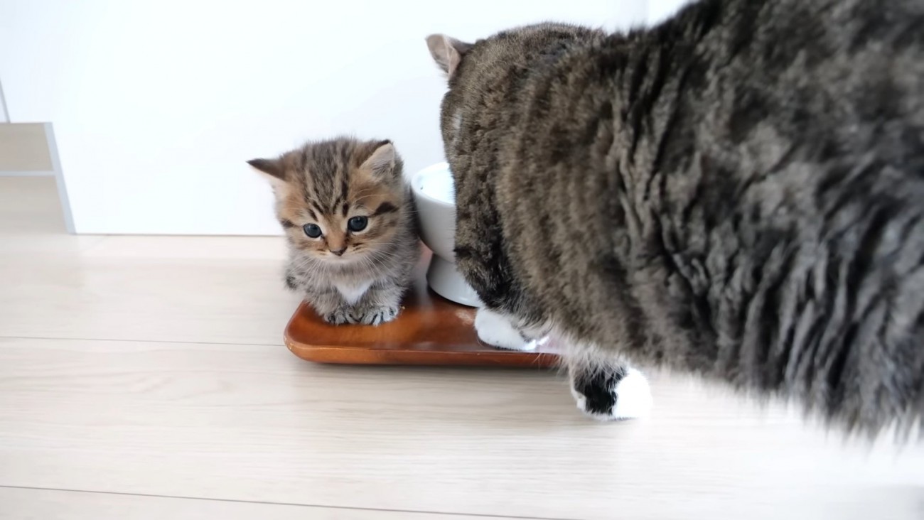 トレーの上に乗る猫