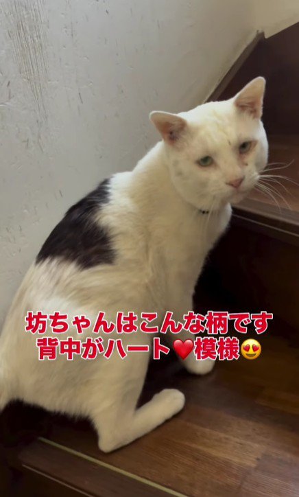 階段を上る猫
