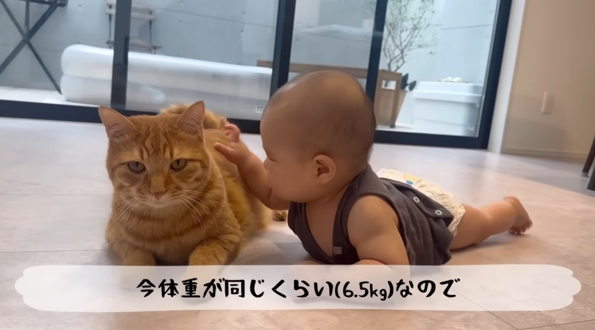 赤ちゃんに触られている猫