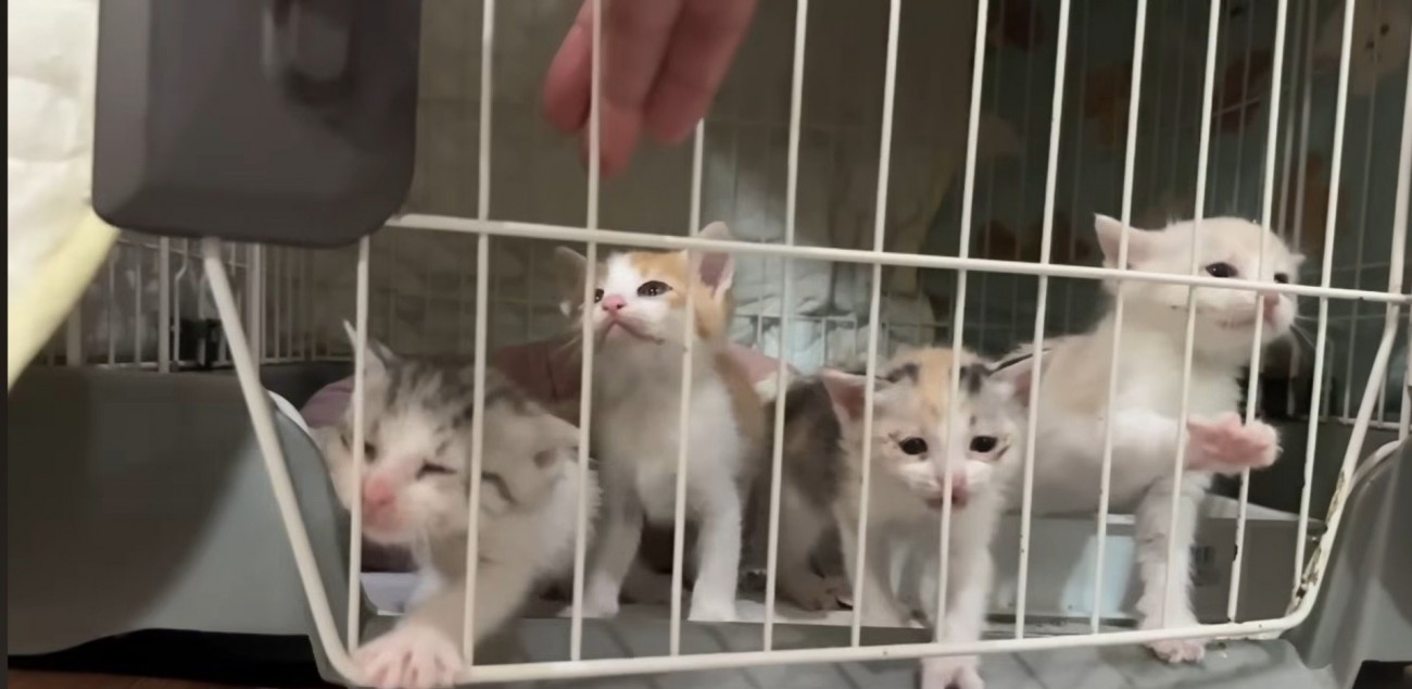 外に出る猫