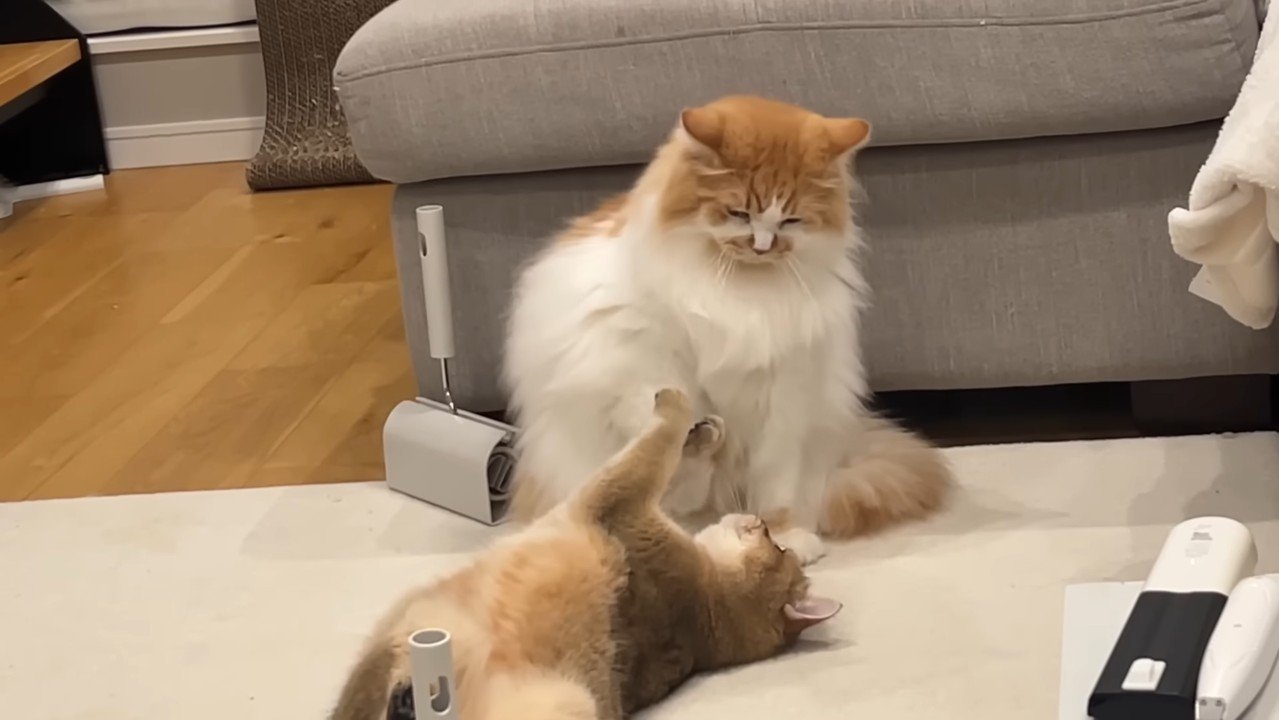 仰向けのこたつくん