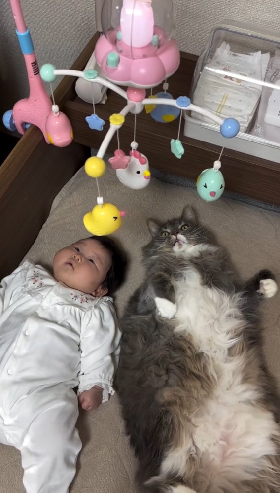 ベッドの上に吊されたおもちゃを隣に並んで眺める猫と赤ちゃん